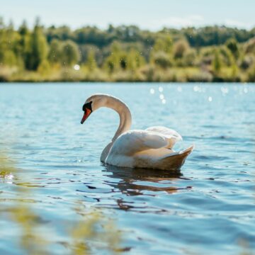 Kisezers Lake and Nature Trails in Mezaparks Kisezers Lake and Nature Trails in Mezaparks