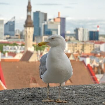 Questory Tour — Tallinn, Estonia in One Day — City Viewpoints Private Self-Guided Individual Tour in Tallinn, Estonia by Questory